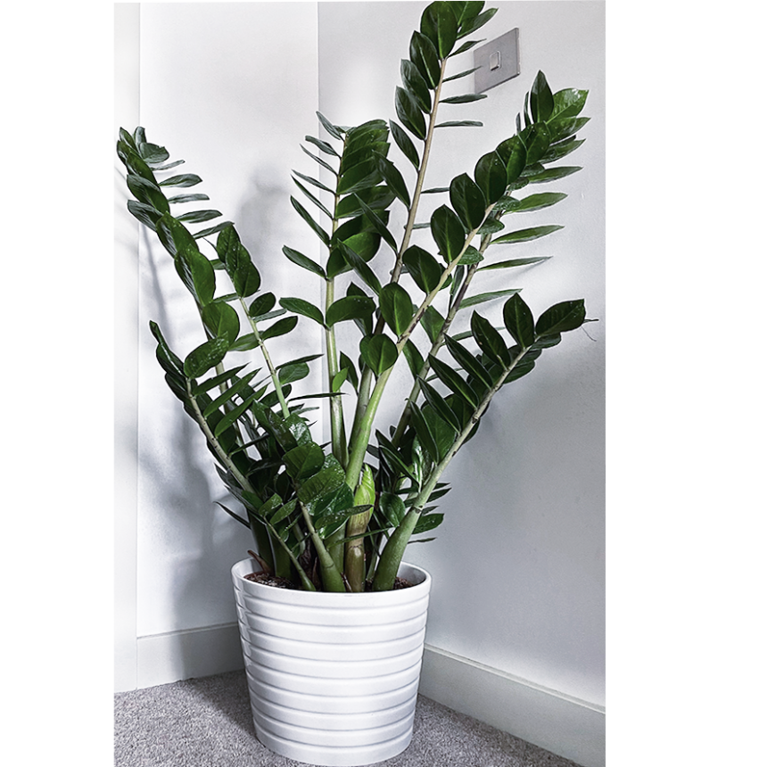 Zamioculcas zamiifolia (zz plant) | A London Brand
