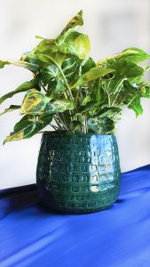 green ceramic plant pot